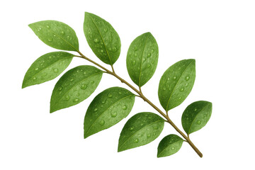 Naklejka premium Green leafy branch with water droplets, natural freshness and botany details on transparent background