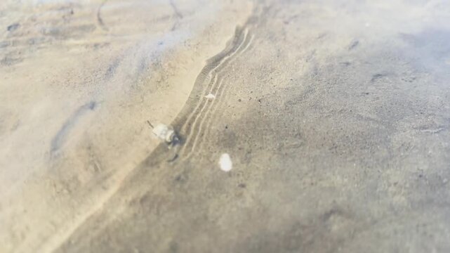 A small snail lined whelk underwater stretching tentacle in low tide ocean in Auckland, New Zealand.