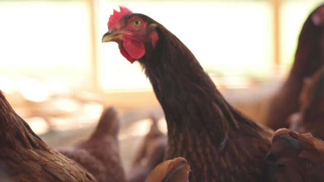 Several chickens standing and moving inside a wooden coop Brown hens chicken interacting inside a sunlit rural chicken coop chicken