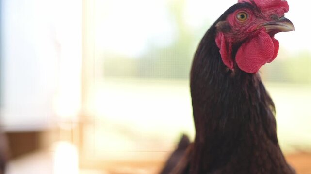 Chicken looking at camera in rustic sunny environment Close-up portrait of brown hen chicken with red comb inside coop Chicken