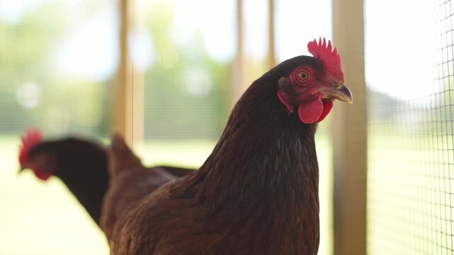 Hen standing near fence in rustic coop in natural light Brown hen chicken with red comb inside wooden chicken coop on sunny day chicken hen