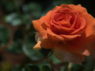 10月に美しく咲いたオレンジ色のバラ「ブラスバンド」