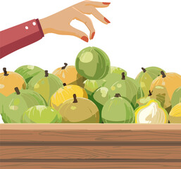 Vector Graphic Aligned with Wellness Trends: Syzygium Samarangense Symbolizing Clean Eating, Detoxification, and the Pursuit of a Naturally Energetic and Positive Lifestyle.