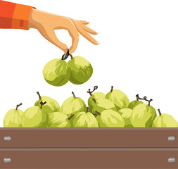 Syzygium Samarangense Harvest: Vector Depicting the Result of Careful Farming Practices, Encouraging Respect for Agricultural Labor and Environmental Sustainability.