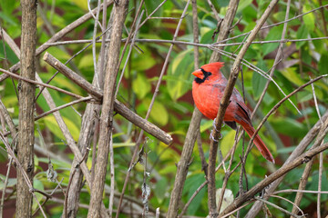 Northern cardinal red bird perched in fall colors. 