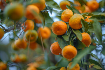 Ripe orange tangerines growing on citrus tree branches. Closeup, shallow DOF.