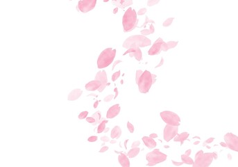 Soft Watercolor Cherry Blossom Petals Flowing Diagonally on White Background | Gentle Spring Sakura Design, Pink Floral Background