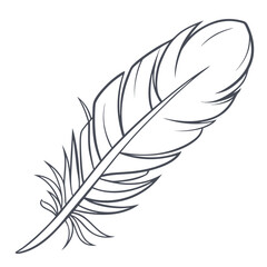 Obraz premium Detailed feather with intricate barbs and rachis
