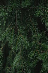 Close up of green pine tree branch, nature background, evergreen plant