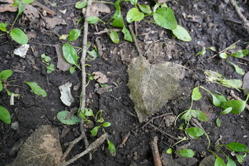 Dead leaves on the ground
