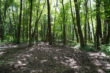Trees in a forest in the afternoon sun
