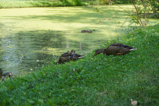 wild ducks in a green pond