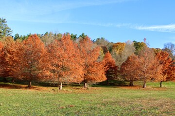 A cypress tree grove in Autumn 