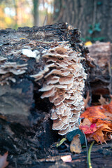 mushrooms on the tree