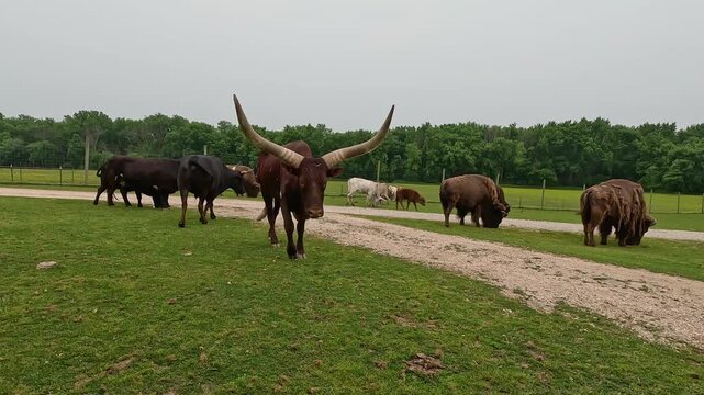 Ankole-Watusi Cattle moves closer to camera. His tail is swinging and he is curious. Grassy green pasture and additional large animals in the background.
