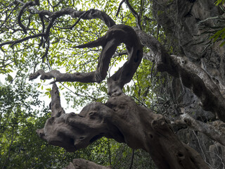 arbre avec ses branches tortueuses en Asie
