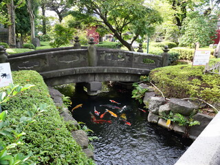 浅草寺の池で泳ぐ鯉