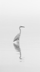 Obraz premium Minimalist egret standing in shallow water with reflection, monochrome high‑key nature scene, calm zen aesthetic, vertical wallpaper