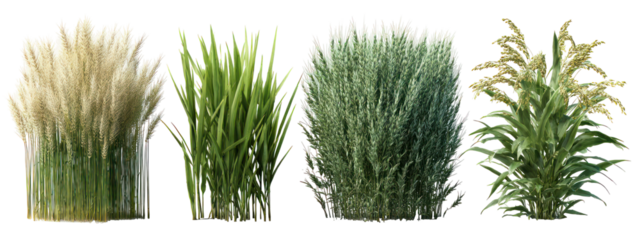 Four Sets of Wheat Plants, Barley Plants, Rice Plants, and Oat Plants on Transparent Background