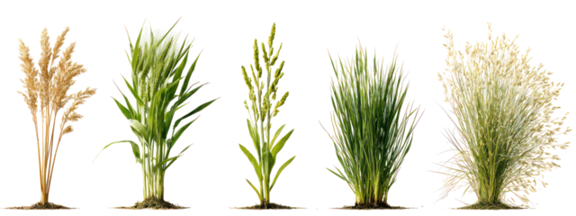 Five different types of grain stalks isolated on transparent background