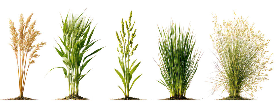 Five different types of grain stalks isolated on transparent background