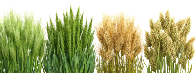 Four stalks of wheat showing different stages of ripeness isolated on transparent background