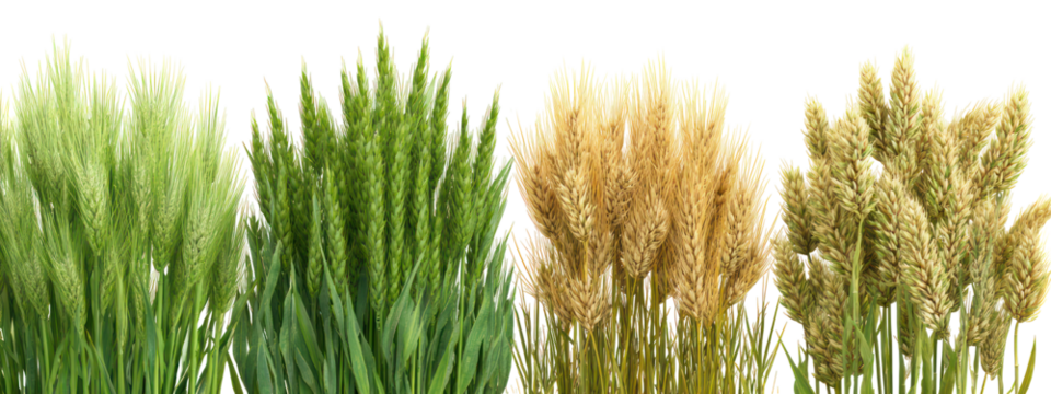 Four stalks of wheat showing different stages of ripeness isolated on transparent background