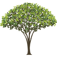 Detailed illustration of a deciduous tree with a rounded canopy of vibrant green leaves against a clean transparent background