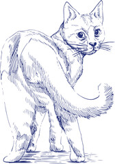 Blue pencil sketch vector of a curious cat looking backward with raised tail and alert expression
