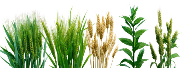 Collection of different cereal grains and plants isolated on transparent background