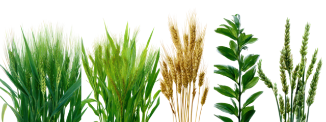 Collection of different types of grain stalks and green plant branches isolated on transparent background