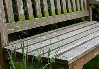 Fototapeta premium Weathered wooden garden bench texture with green moss and dew drops on grass