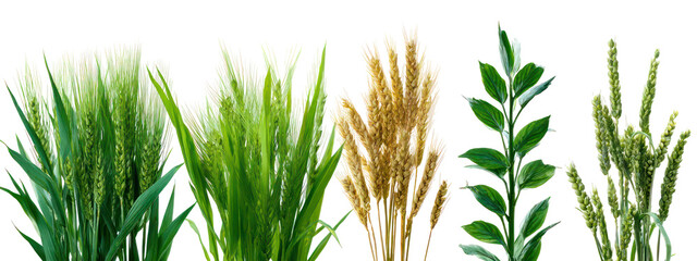 Collection of different cereal grains and green leaves isolated on transparent background