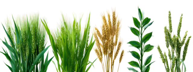 Collection of different cereal grains and green leaves isolated on transparent background