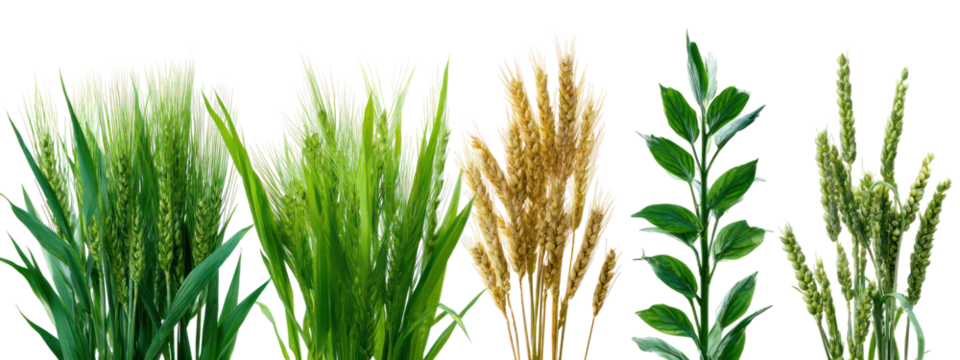 Collection of different cereal grains and green leaves isolated on transparent background