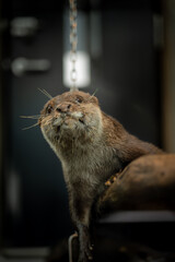 丸太の上に乗ってリラックスしているコツメカワウソ