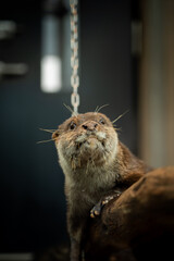 丸太の上に乗ってリラックスしているコツメカワウソ