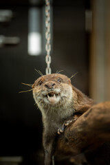 丸太の上に乗ってリラックスしているコツメカワウソ