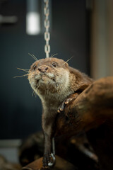 丸太の上に乗ってリラックスしているコツメカワウソ