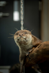 丸太の上に乗ってリラックスしているコツメカワウソ