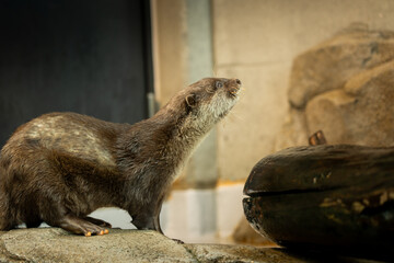 餌を待つコツメカワウソ
