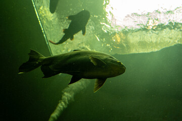 レッドテールキャットフィッシュ