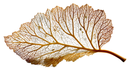 Nature's Delicate Structure: The intricate, skeletal framework of a leaf, a testament to nature's artistry, delicate veins create a captivating display of natural design.