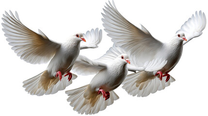 Obraz premium Soaring Freedom: Three graceful doves take flight, their pure white plumage contrasting against the azure sky, symbolizing peace, hope, and unity.
