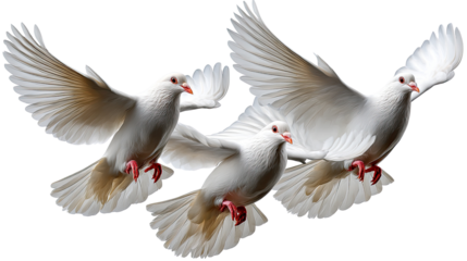 Soaring Freedom: Three graceful doves take flight, their pure white plumage contrasting against the azure sky, symbolizing peace, hope, and unity.