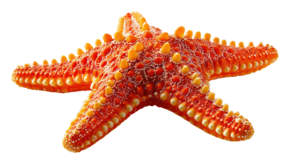 Vibrant Starfish on Display: A captivating close-up showcases a starfish in all its colorful glory. Its intricate details and unique shape evoke the wonder of the ocean