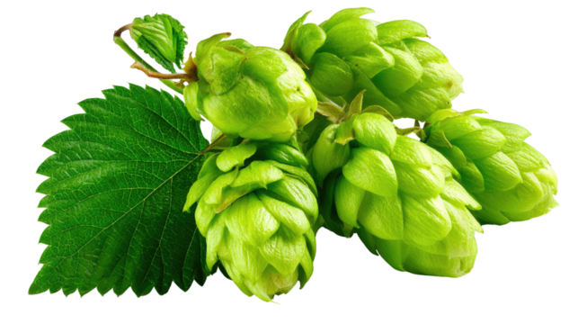 Hop Cones Close-Up: A detailed presentation of vibrant green hop cones, a key ingredient, alongside a fresh leaf, highlighting the natural elements and brewing potential.