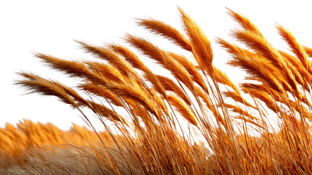 Golden Wheatfield in the Wind: A close-up view captures the sunlit beauty of a wheat field as the wind gently caresses the golden stalks, creating a mesmerizing display of movement and texture.