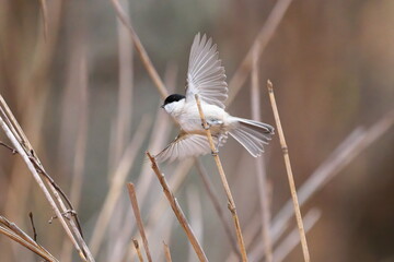 羽ばたいたコガラ