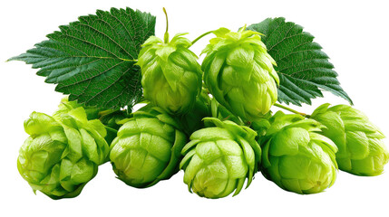 Hop Harvest: A close-up view of vibrant green hop cones, symbols of brewing, lies. The composition exudes freshness and the promise of a fine crafted beer.